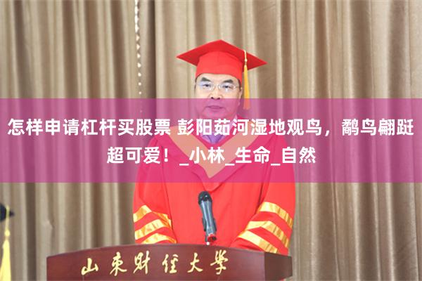怎样申请杠杆买股票 彭阳茹河湿地观鸟，鹬鸟翩跹超可爱！_小林_生命_自然