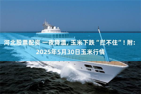 河北股票配资 一夜降温, 玉米下跌“拦不住”! 附: 2025年5月30日玉米行情